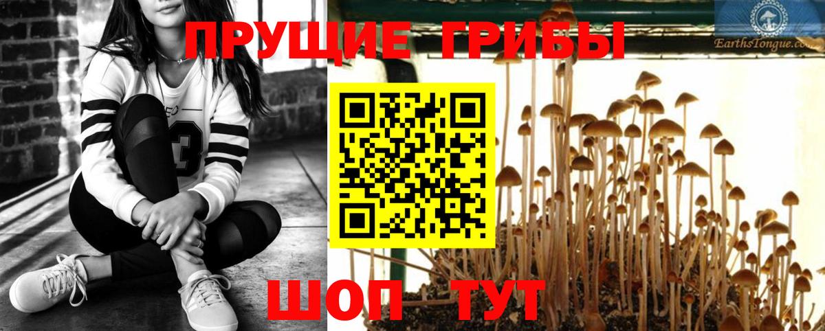 Кольчугино  Галлюциногенные грибы мицелий  что такое   Вход с VPN 
